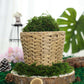 Green preserved natural reindeer moss grass in a decorative basket.