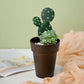 6" rustic brown medium flower plant pot with greenery and cactus.