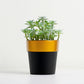 Black gold rimmed small flower plant pot with succulent.