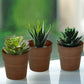 Rustic brown small flower plant pots with succulents, set of three.