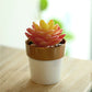 White gold rimmed small flower plant pot with a colorful succulent.