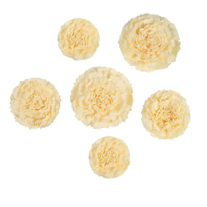 Carnation ivory cream 3D wall tissue paper flowers in various sizes.